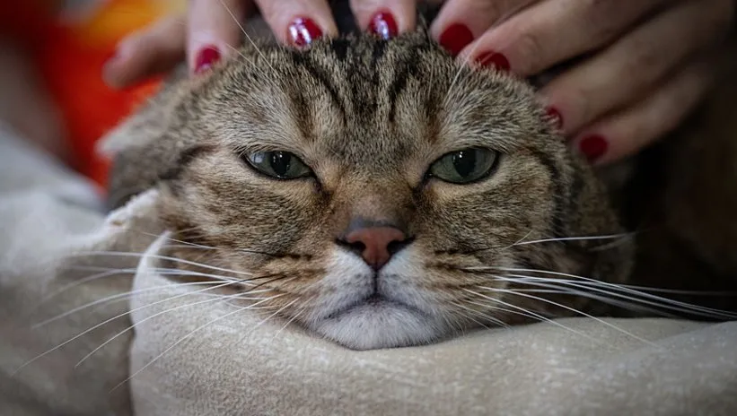 Obez kedi Simba pilates ile zayıflıyor!