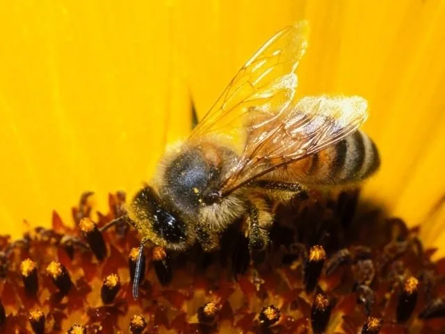 Arı poleninin faydaları