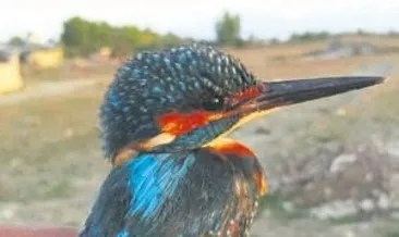 Kuşlar Finlandiya’da çıktı