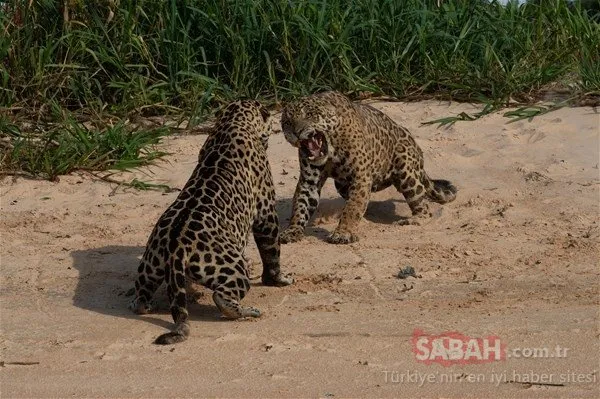 Jaguarların savaşı böyle görüntülendi!