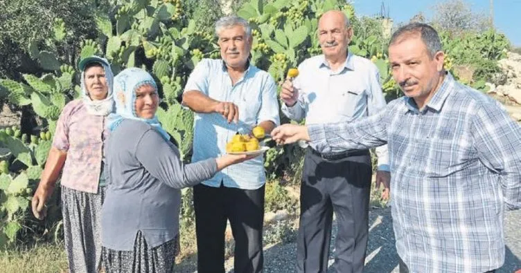 Tarsus’ta dikenli incir hasadı başladı
