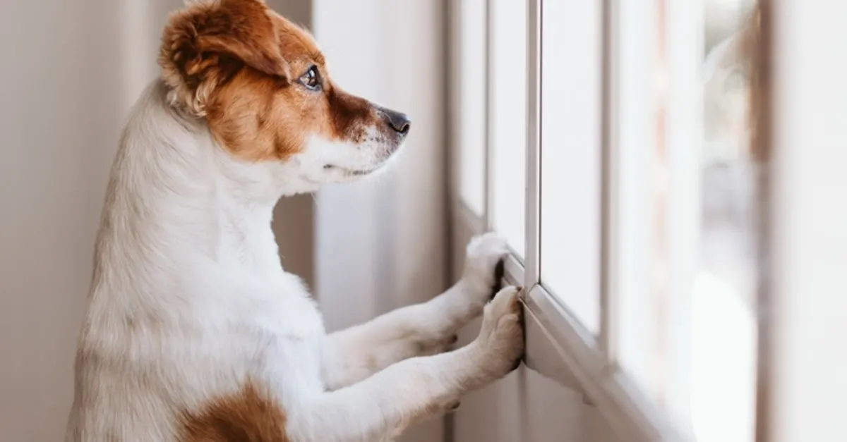 evde beslenebilecek bekçi köpekleri