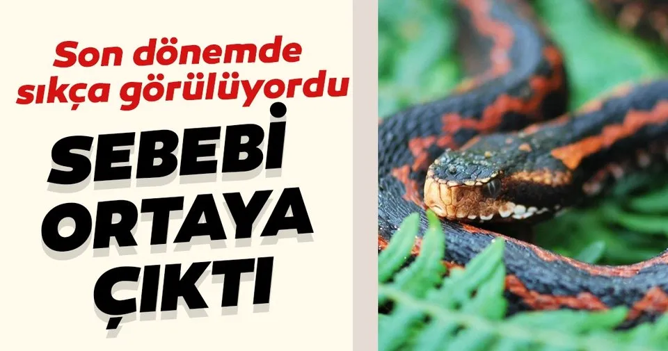 https www sabah com tr yasam 2020 06 17 yilanlarin son donemde sikca gorulmesinin sebebini aciklandi 1592384927
