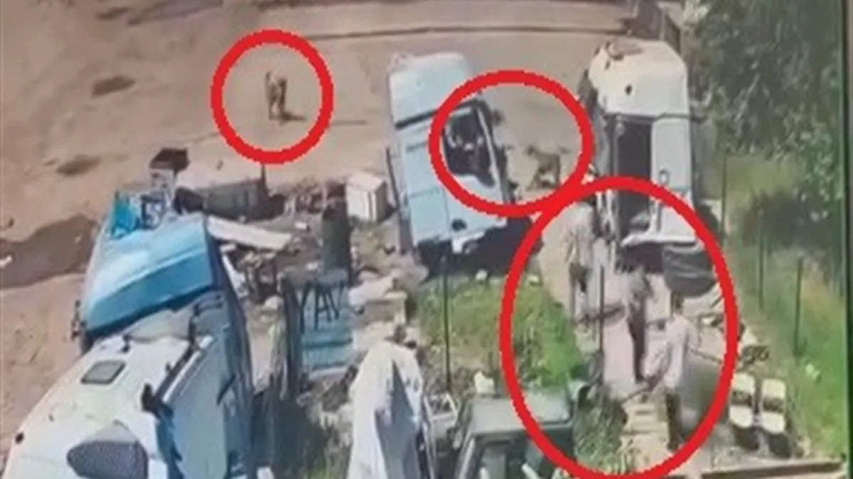Şırnak’ta başıboş köpekler küçük çocuğa saldırdı: O anlar kamerada Şırnak’ta başıboş köpekler küçük çocuğa saldırdı: O anlar kamerada