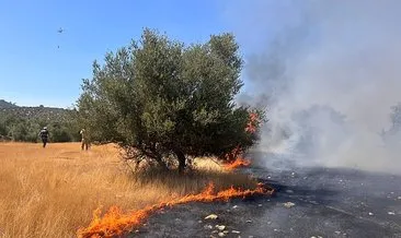 Muğla - Milas'ta zeytinlik yangını #mugla