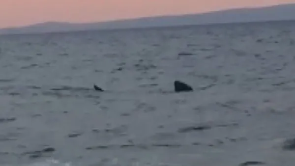 Saros Körfezi'nde 7 metrelik dev köpek balığı paniği | Video