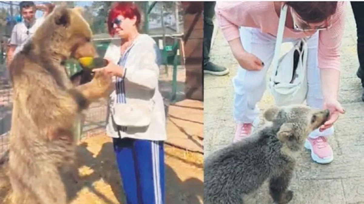 Sabıkalı ayıyla buluştu