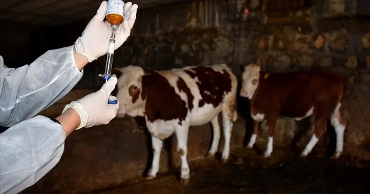 Almanya’da 35 yıl sonra ilk şap salgını