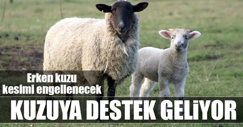 Kuzuya Destek Geliyor Ekonomi Haberleri