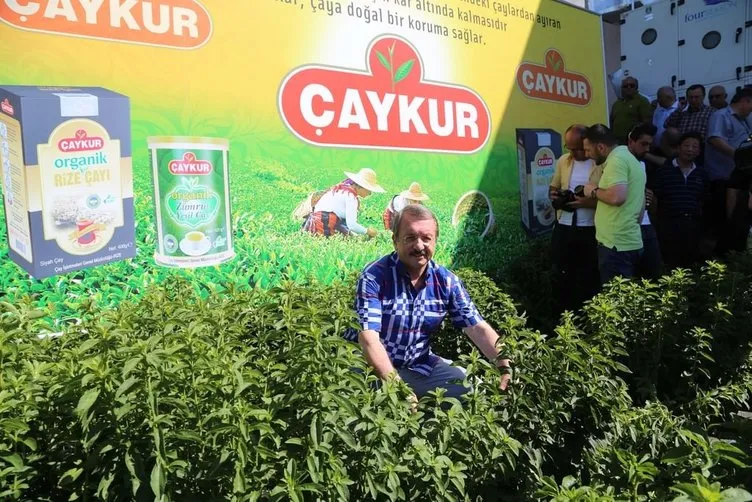 Doğu Karadeniz’in yeni tarım ürünü: Rize Şekeri
