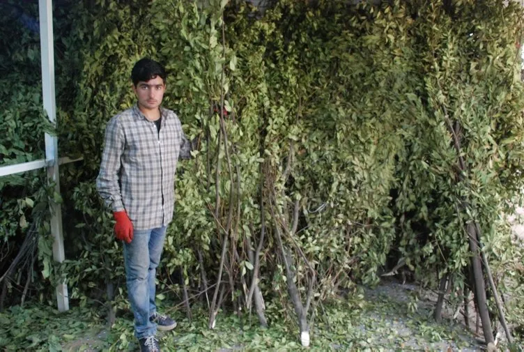 Ormandan topladığı defne yaprağının tonunu 9 bin liradan satıyor