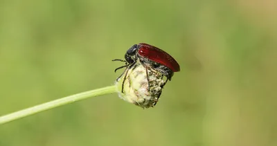 Munzur Vadisi’nin renkli misafirleri