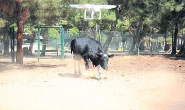 Drone destekli kurban yakalama timi