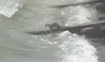 Kuşadası’nda su samuru görüldü