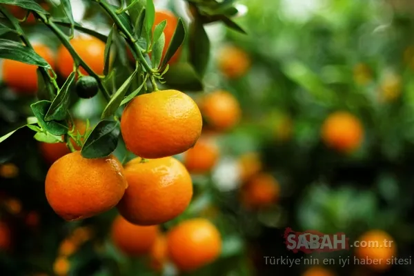 Mandalinanın faydaları nelerdir? İşte mandalinanın az bilinen 7 önemli faydası...