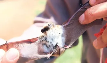 Salda’nın yeni misafirleri