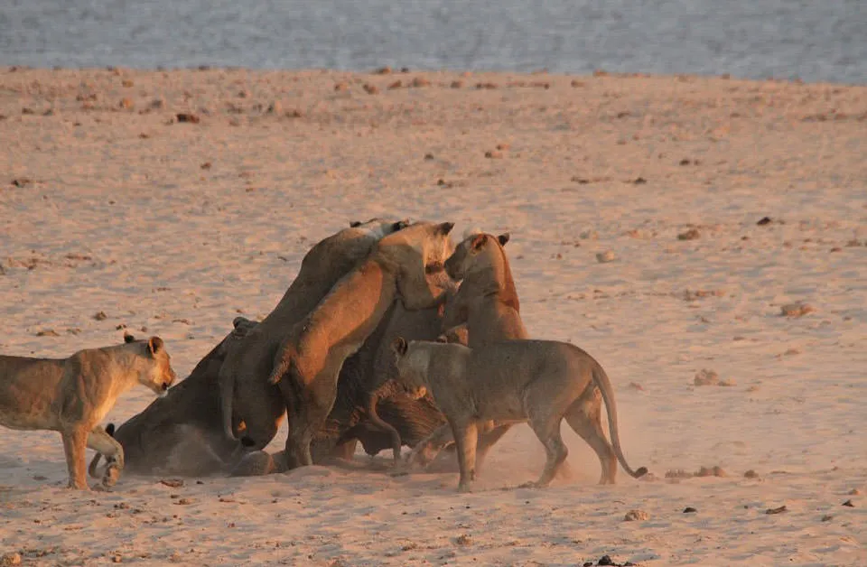 Vahşi kedi böyle avlandı! Galeri Yaşam