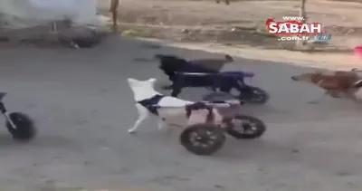 Sokak köpeklerine yürüteç yaptılar