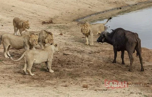 Doğada vahşi mücadele