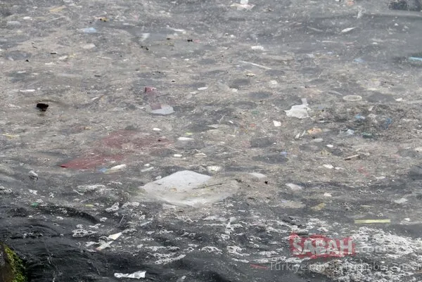 Yenikapı sahilinde iç acıtan görüntü... Balıklar kirliliğin içinde yaşam savaşı veriyor