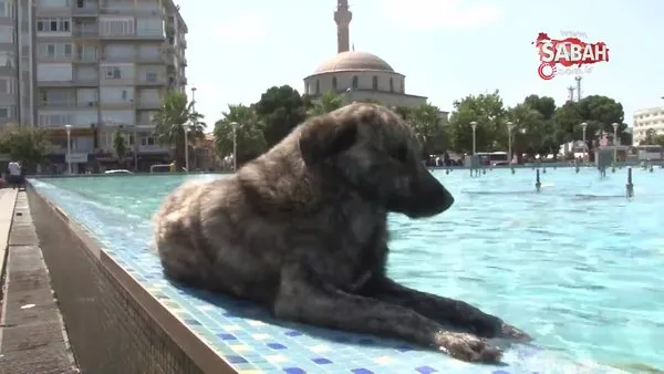 Aydın'da sıcaktan bunalan sokak köpeğinin gülümseten havuz keyfi kamerada | Video