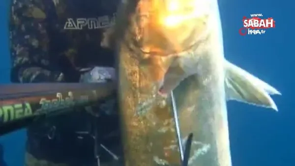 Rekortmen dalgıç, Çanakkale'de dev balığı böyle avladı!