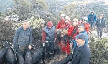 Dağ yamacında mahsur kalan keçiler kurtarıldı