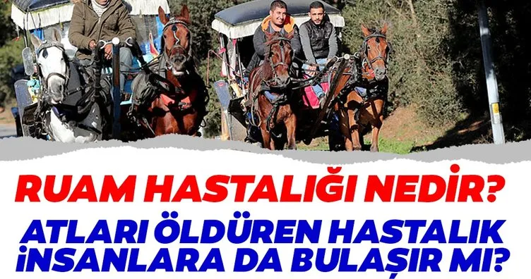 Adalar’da Ruam hastalığı tehlikesi! Ruam hastalığı nedir, insanlara bulaşır mı? Belirtileri nelerdir?