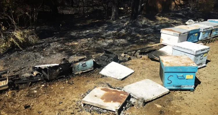 Marmaris’te orman yangınıyla ilgili son dakika! Yangının çıkış nedeni belli oldu