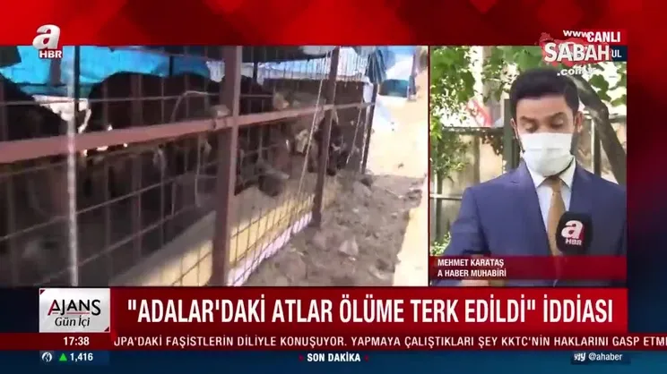 İBB'den kalpleri acıtan itiraf! 224 at öldü | Video