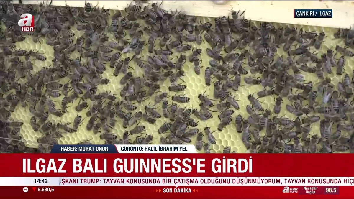 Dünyanın en pahalı balı olarak Guinness Rekorlar Kitabı’na girdi: Bir kilosu 11 bin 118 euro! | Video videosunu izle Dünyanın en pahalı balı olarak Guinness Rekorlar Kitabı’na girdi: Bir kilosu 11 bin 118 euro! | Video videosunu izle