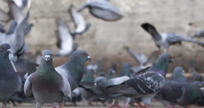 belcika da rekor fiyata guvercin satildi son dakika haberler