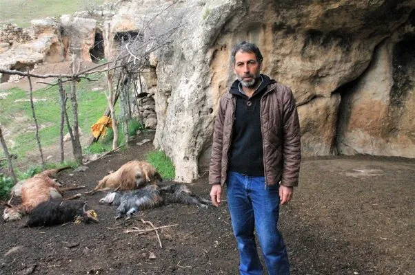 Şırnak’ta keçi sürüsüne kurt saldırdı: 25 hayvan telef oldu, 15’i yaralandı