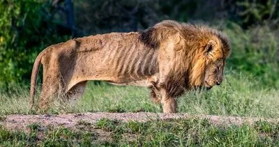 Sürüden ayrılan aslanın yürek yakan görüntüleri