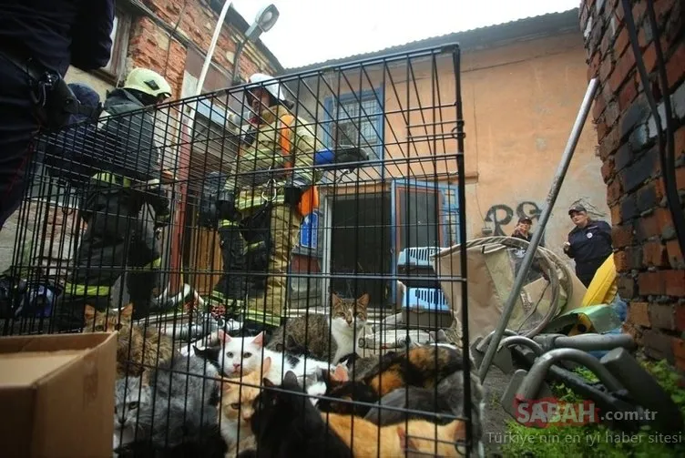 Rusya’da barınakta yangın: 300’den fazla kedi...