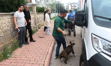 Apartmanda 4 saatlik ’pitbull esareti’