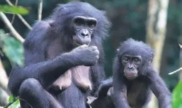 Evlat edinen bonobolar, bilim insanlarını şaşırttı