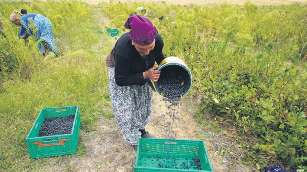 Süper meyve aronya için hasat zamanı