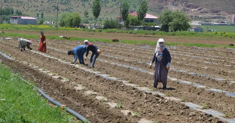 Muş’ta karpuz fidelerinin ekimine başlandı