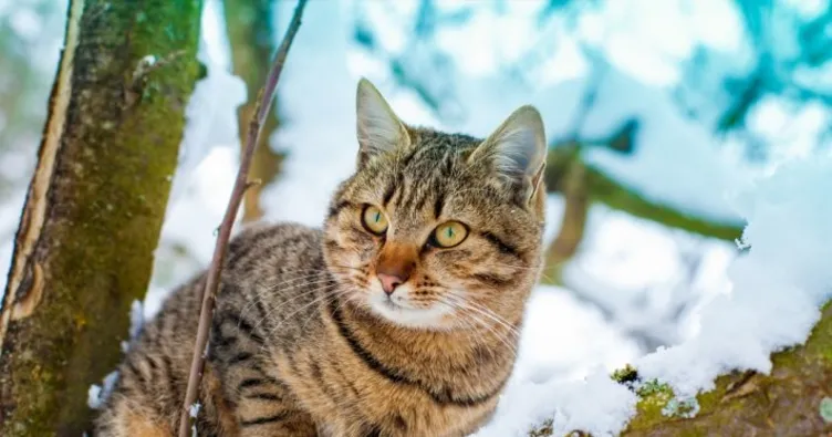 Rüyada kedi görmek ne anlama gelir? En Son Haber