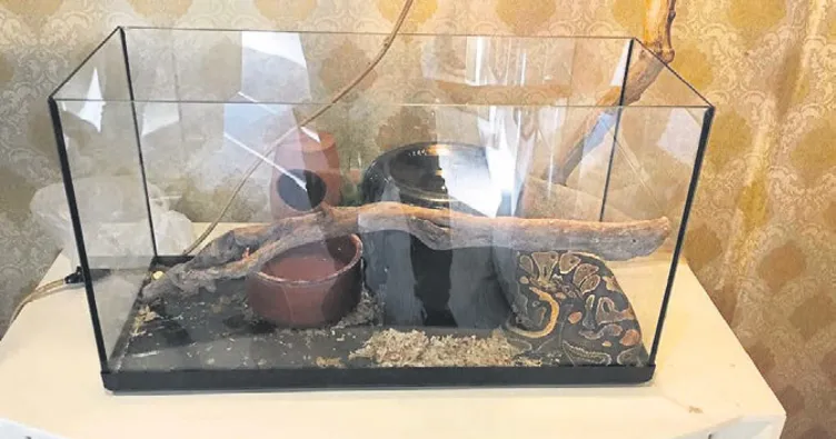 Pitonlu çete cezaevinde