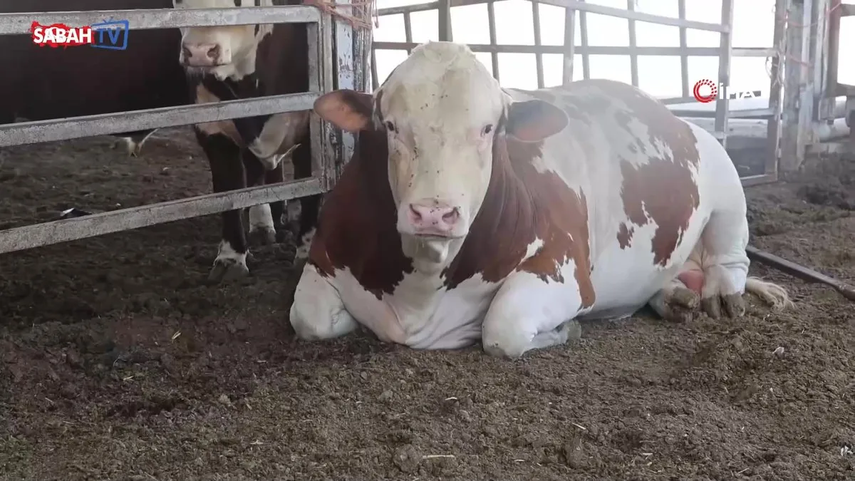 Hırçınlığıyla ürküten bin 400 kiloluk devasa tosun, servet değerindeki fiyatıyla alıcısını bekliyor | Video