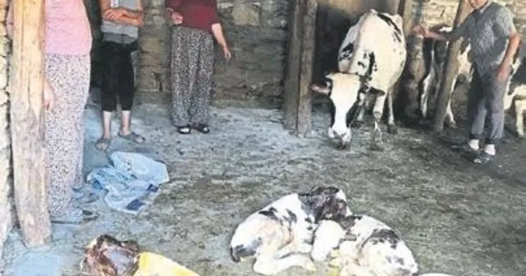 Bayramda üçüz buzağı doğurdu