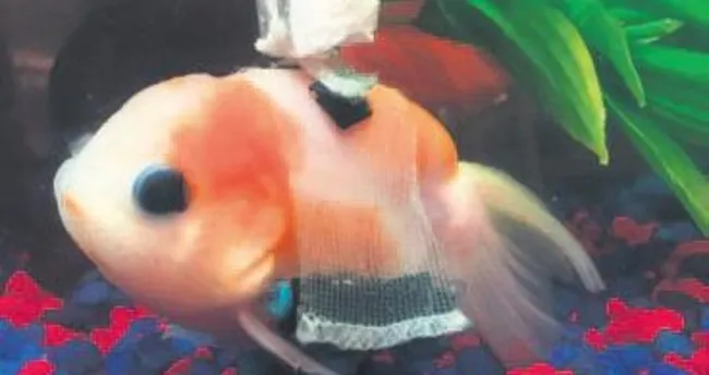 Engelli Japon balığına tekerlekli sandalye