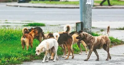 CHP’nin hayvan sevgisi lafta! İzmir’de, 30 ilçeden 12’sinde veterinerler, dikiş atacak iğne iplik bile bulamıyor