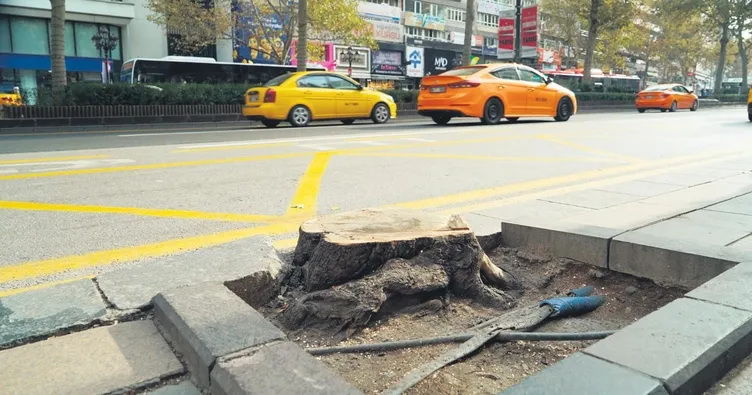 Ankara’da gece vakti ağaç katliamı