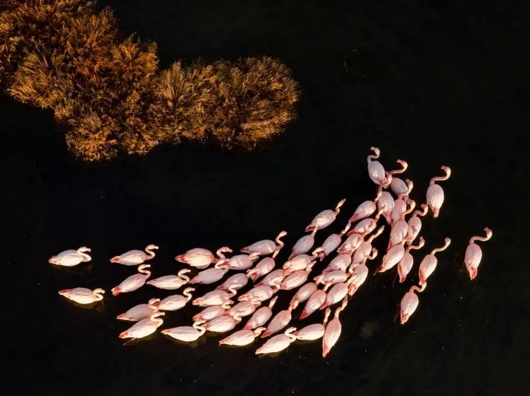 İzmir’de flamingolar