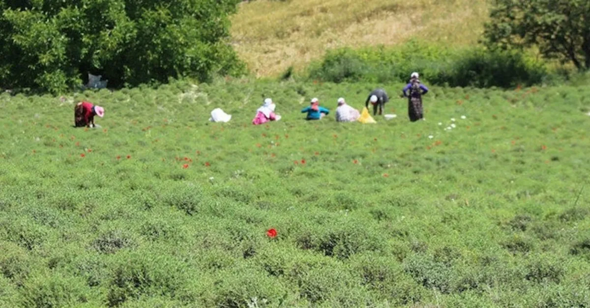 Zahter Diyari Hatay Da Hasat Vakti Sabah Haber Ofisi