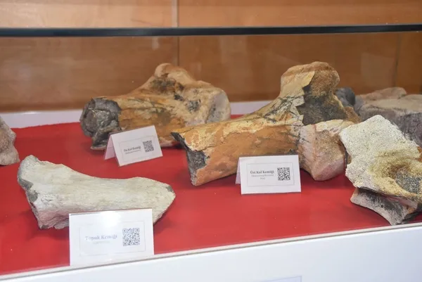 28-bin-yillik-mamut-fosili-universitede-sergileniyor-1639479013956.jpg