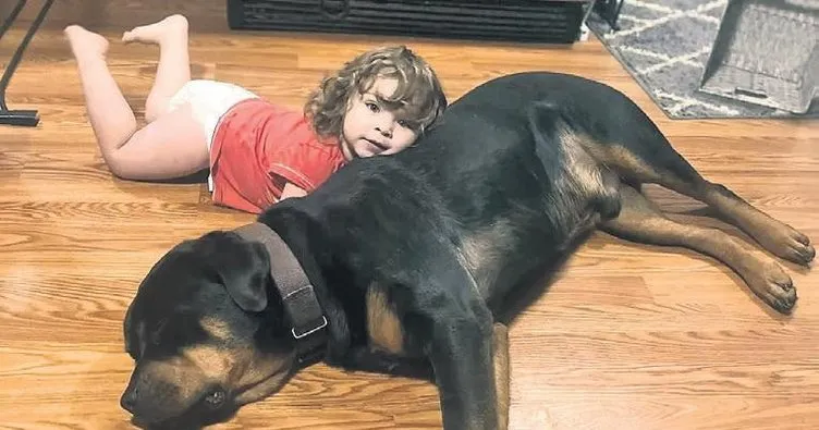 Kayıp çocuğu köpekleri korudu